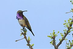 Lucifer Hummingbird